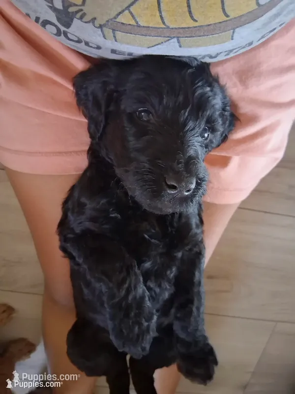 Shadow – Goldendoodle puppy for sale in Modesto, CA