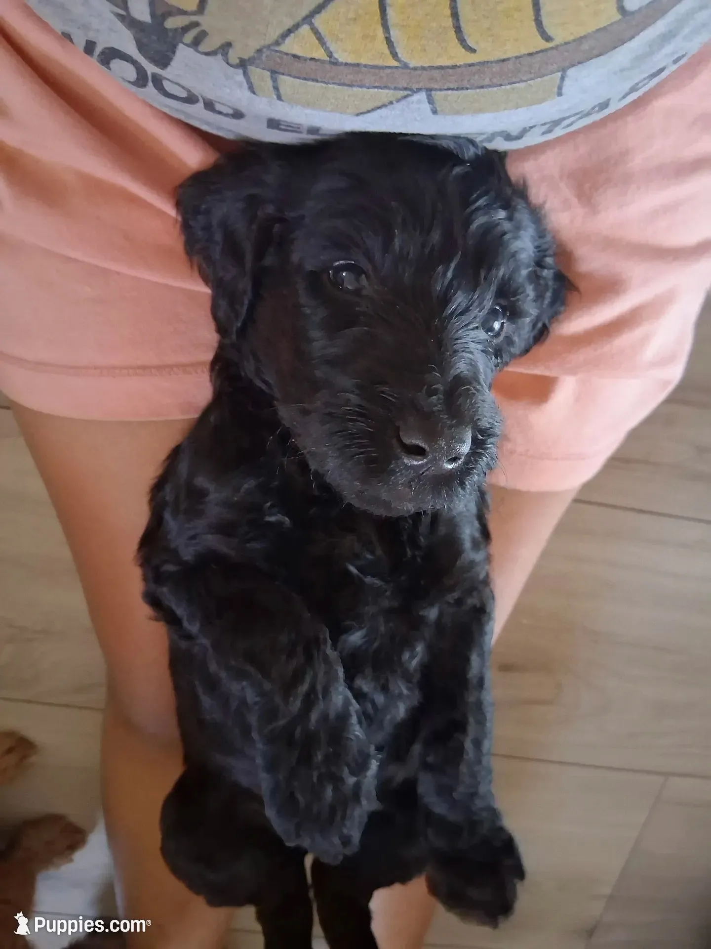 Shadow, a female Goldendoodle for sale in Modesto, CA – 1 of 5