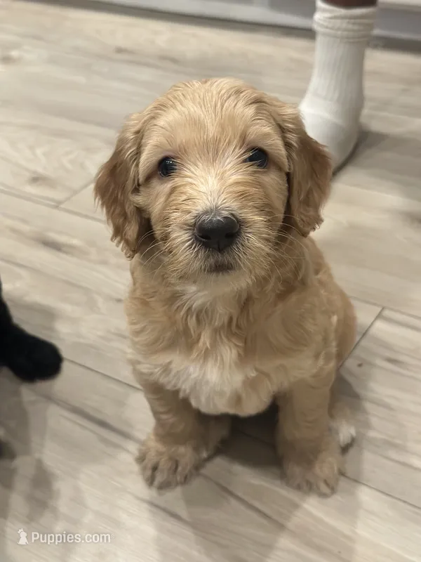 Pancake  – Goldendoodle puppy for sale in Modesto, CA