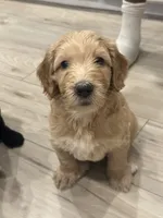 Pancake , a female Goldendoodle for sale in Modesto, CA – 1 of 8