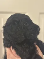 Benny Jr., a male Goldendoodle for sale in Modesto, CA – 4 of 6