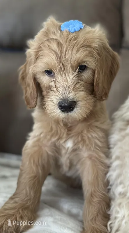 Milo – Goldendoodle puppy for sale in Modesto, CA