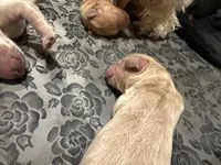 Milo, a male Goldendoodle for sale in Modesto, CA – Photo 2 of 3