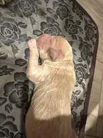 Milo, a male Goldendoodle for sale in Modesto, CA – Photo 3 of 3