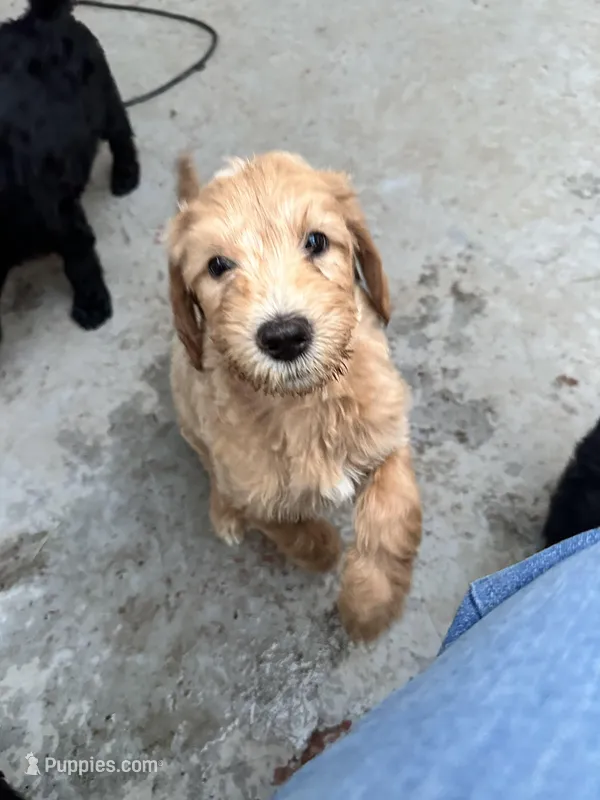 Milo – Goldendoodle puppy for sale in Modesto, CA