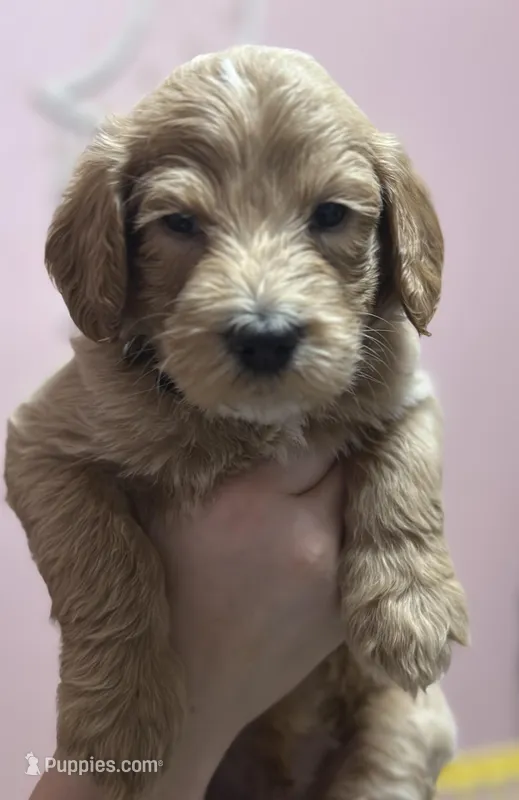 Milo – Goldendoodle puppy for sale in Modesto, CA
