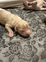 Milo, a male Goldendoodle for sale in Modesto, CA – Photo 1 of 3