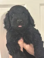 Benny Jr., a male Goldendoodle for sale in Modesto, CA – 1 of 6