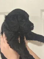Shadow, a female Goldendoodle for sale in Modesto, CA – 5 of 5