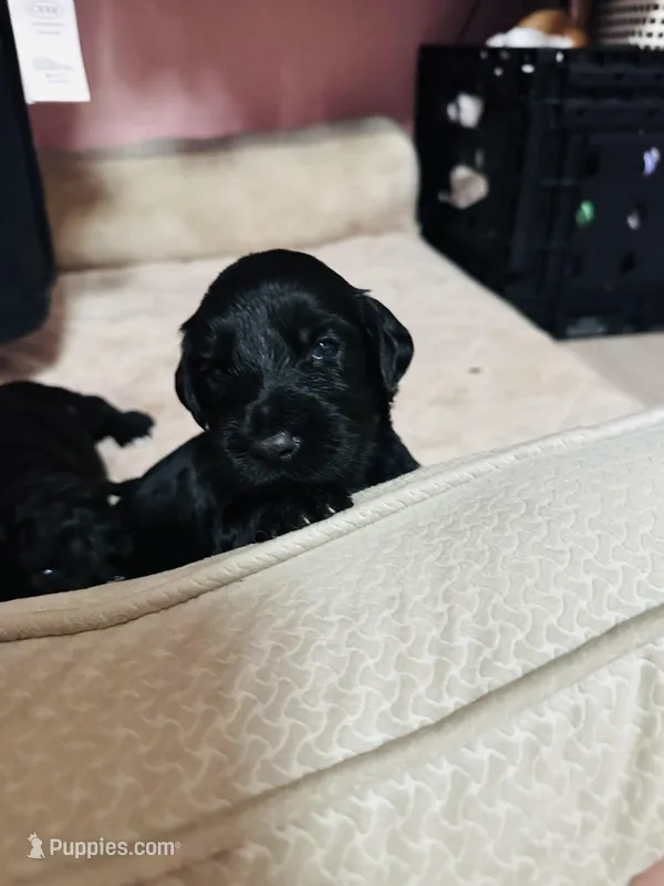 Tiny Baby – Goldendoodle puppy for sale in Modesto, CA