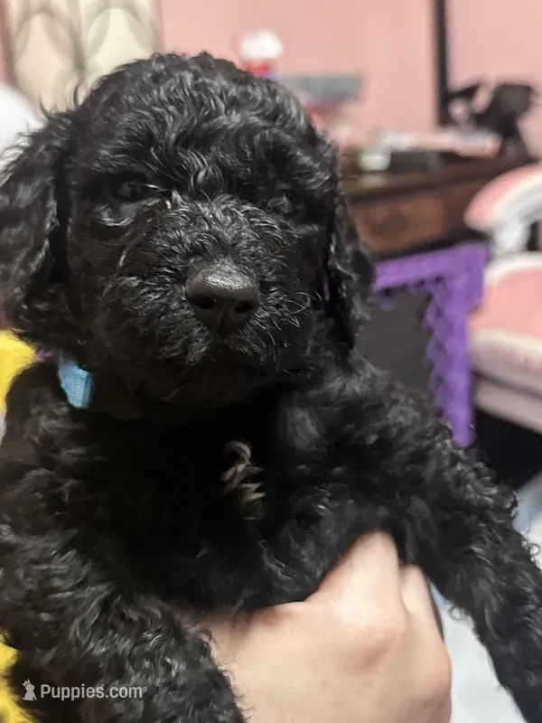 Tiny Baby – Goldendoodle puppy for sale in Modesto, CA