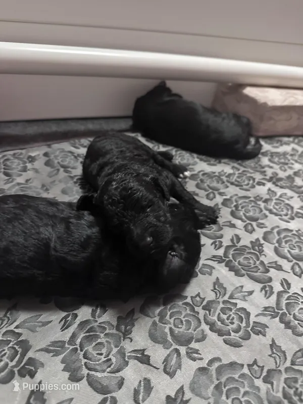 Tiny Baby, a female Goldendoodle for sale in Modesto, CA – Photo 1 of 4