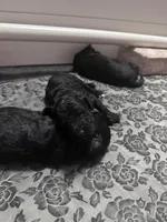 Tiny Baby, a female Goldendoodle for sale in Modesto, CA – Photo 1 of 4