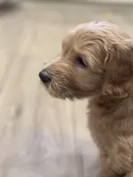 Pancake , a female Goldendoodle for sale in Modesto, CA – 2 of 8