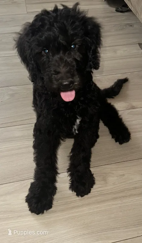 Midnight – Goldendoodle puppy for sale in Modesto, CA