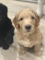 Pancake , a female Goldendoodle for sale in Modesto, CA – 7 of 8