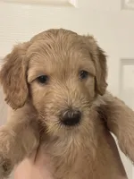 Pancake , a female Goldendoodle for sale in Modesto, CA – 6 of 8
