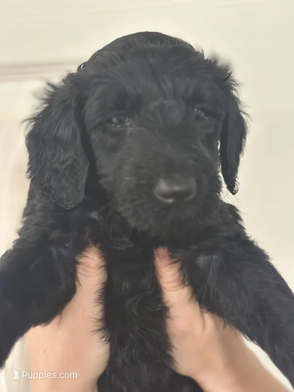 Shadow – Goldendoodle puppy for sale in Modesto, CA