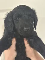 Shadow, a female Goldendoodle for sale in Modesto, CA – 1 of 1