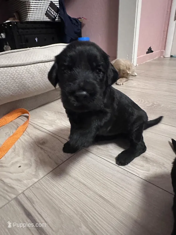 Choco – Goldendoodle puppy for sale in Modesto, CA