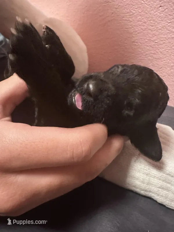 Choco, a female Goldendoodle for sale in Modesto, CA – Photo 1 of 1