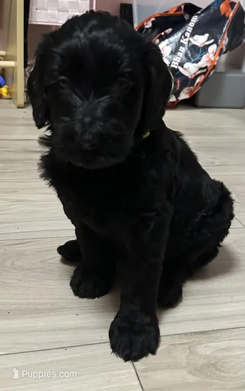 Choco – Goldendoodle puppy for sale in Modesto, CA