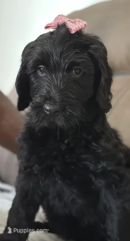 Choco – Goldendoodle puppy for sale in Modesto, CA