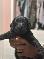 Choco, a female Goldendoodle for sale in Modesto, CA – Photo 5 of 7