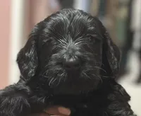 Choco, a female Goldendoodle for sale in Modesto, CA – Photo 4 of 7