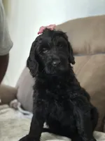 Choco, a female Goldendoodle for sale in Modesto, CA – Photo 7 of 7