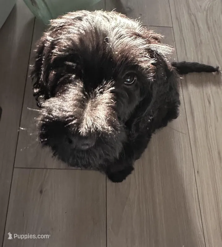 Choco – Goldendoodle puppy for sale in Modesto, CA