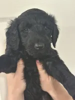 Shadow, a female Goldendoodle for sale in Modesto, CA – 2 of 5