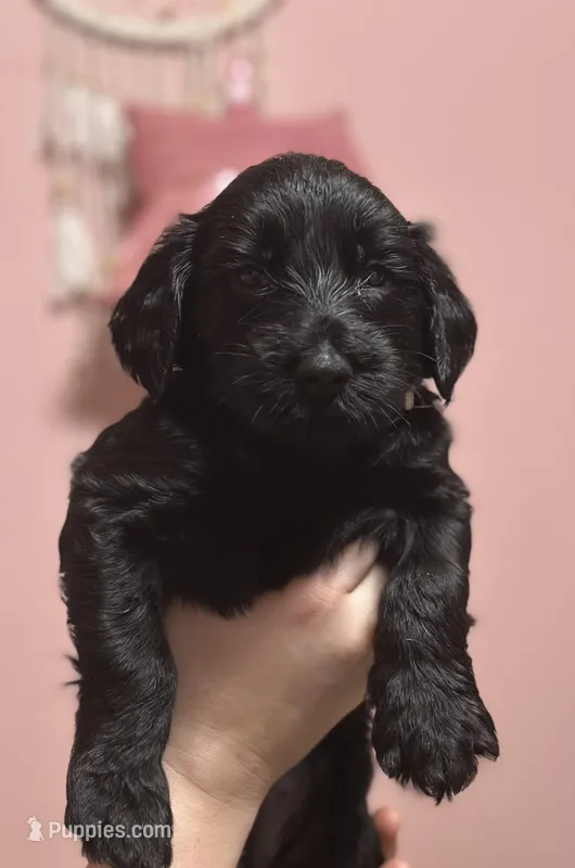 Latte – Goldendoodle puppy for sale in Modesto, CA