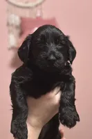 Latte, a female Goldendoodle for sale in Modesto, CA – Photo 2 of 5