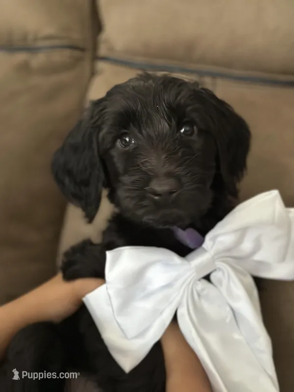 Latte – Goldendoodle puppy for sale in Modesto, CA