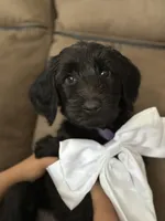 Latte, a female Goldendoodle for sale in Modesto, CA – Photo 1 of 5