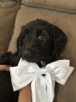 Latte, a female Goldendoodle for sale in Modesto, CA – Photo 5 of 5