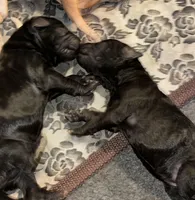 Chocolate , a female Goldendoodle for sale in Modesto, CA – Photo 1 of 2