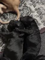 Chocolate , a female Goldendoodle for sale in Modesto, CA – Photo 2 of 2