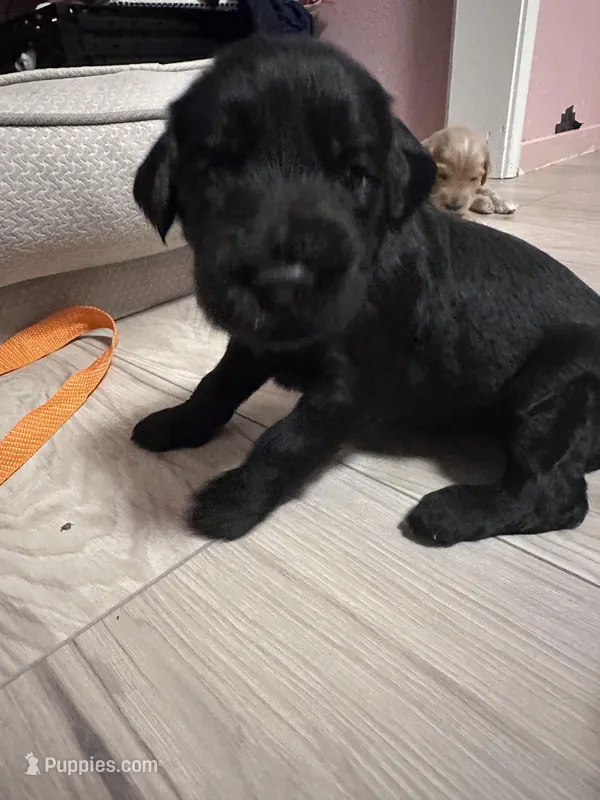 Latte – Goldendoodle puppy for sale in Modesto, CA