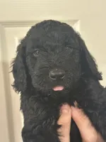 Benny Jr., a male Goldendoodle for sale in Modesto, CA – 6 of 6
