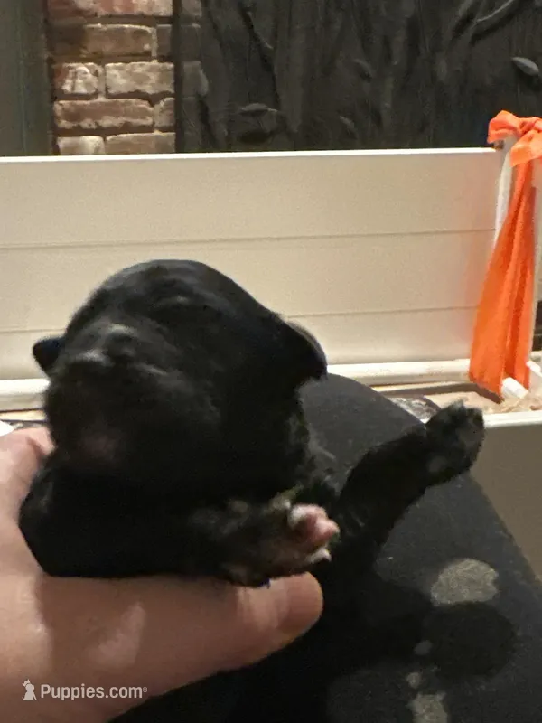 Goaty, a female Goldendoodle for sale in Modesto, CA – Photo 1 of 3