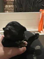 Goaty, a female Goldendoodle for sale in Modesto, CA – Photo 1 of 3