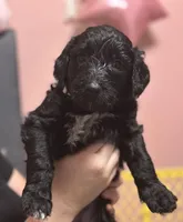 Goaty, a female Goldendoodle for sale in Modesto, CA – Photo 3 of 10