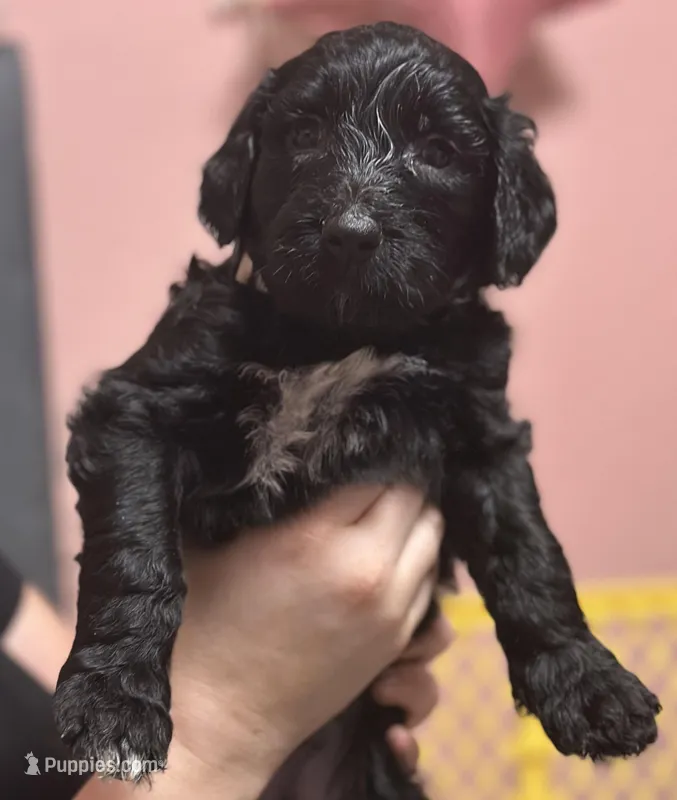 Goaty – Goldendoodle puppy for sale in Modesto, CA