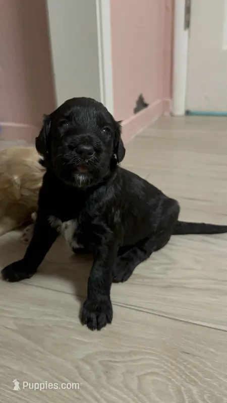 Goaty – Goldendoodle puppy for sale in Modesto, CA