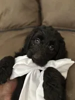 Goaty, a female Goldendoodle for sale in Modesto, CA – Photo 8 of 10