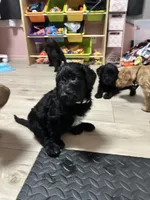 Goaty, a female Goldendoodle for sale in Modesto, CA – Photo 6 of 10