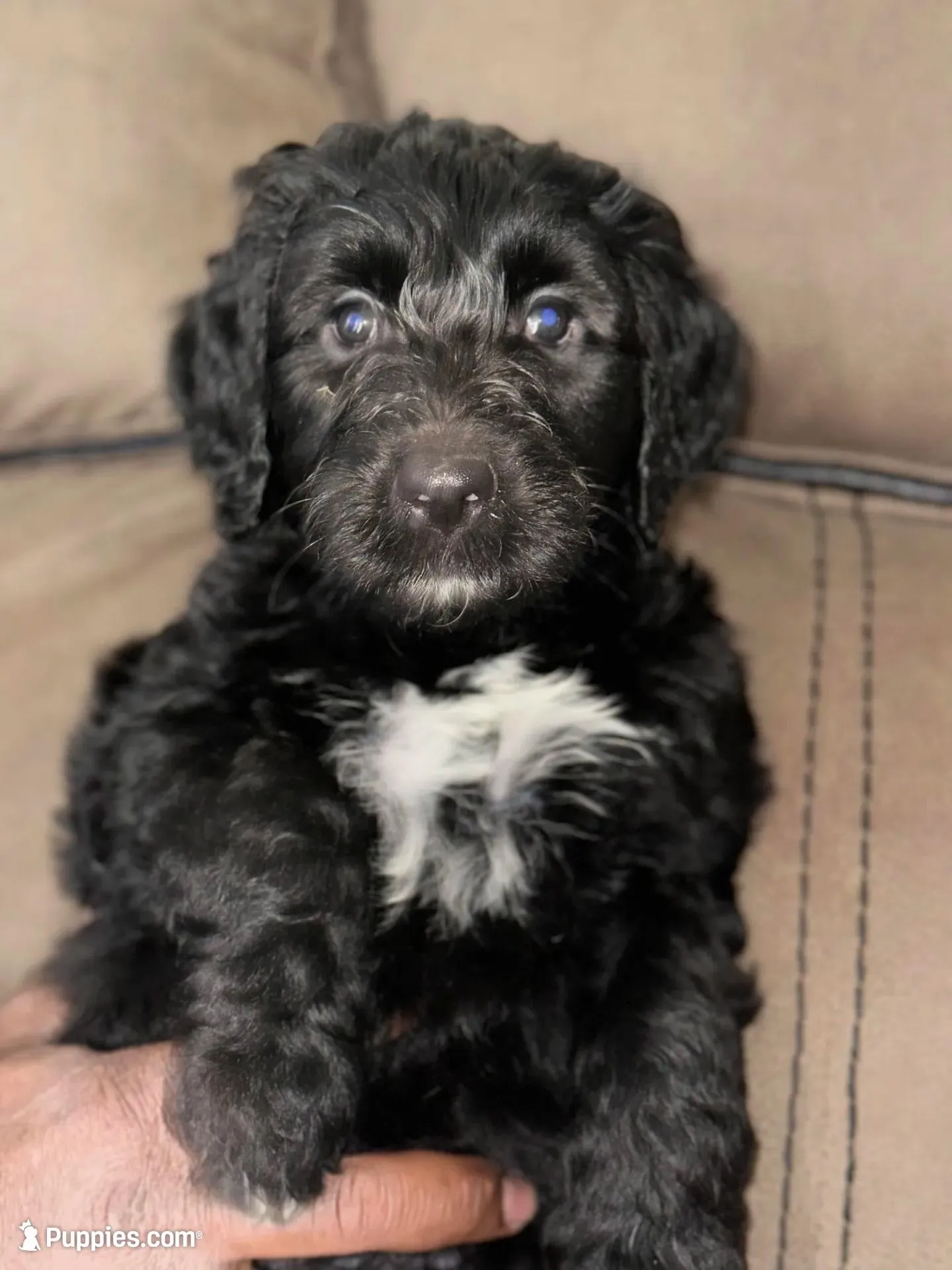 Goaty – Goldendoodle puppy for sale in Modesto, CA