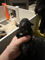 Goaty, a female Goldendoodle for sale in Modesto, CA – Photo 2 of 3